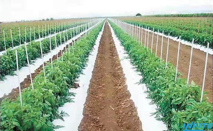Plantation Case Project
